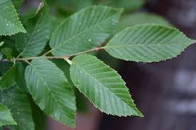 Attēlu rezultāti vaicājumam “Carpinus betulus”