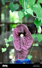 Attēlu rezultāti vaicājumam “Aristolochiaceae”