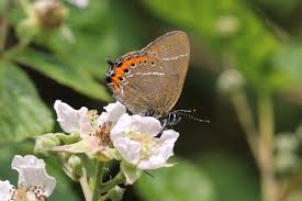 Attēlu rezultāti vaicājumam “Satyrium pruni”
