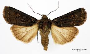 Attēlu rezultāti vaicājumam “Euxoa nigricans”