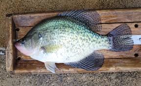 Image result for Pomoxis nigromaculatus