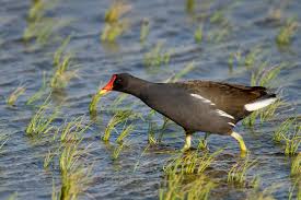 Image result for Gallinula chloropus