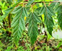 Attēlu rezultāti vaicājumam “Acer tataricum subsp. ginnala leaf”