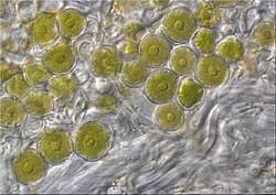 Attēlu rezultāti vaicājumam “Xanthoriicola physciae”