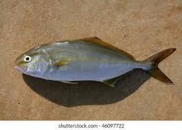 Image result for Seriola dumerili