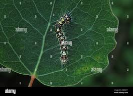 Attēlu rezultāti vaicājumam “Acronicta megacephala larva”