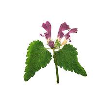 Attēlu rezultāti vaicājumam “Galeopsis speciosa”