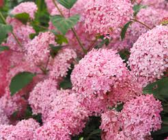 Attēlu rezultāti vaicājumam “Hydrangea arborescens subsp. discolor flower”