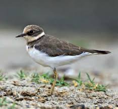 Attēlu rezultāti vaicājumam “Charadrius dubius”