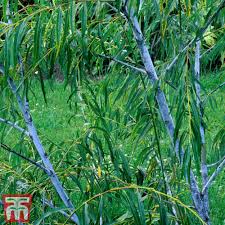 Attēlu rezultāti vaicājumam “Salix daphnoides subsp. acutifolia”