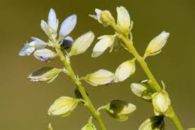 Attēlu rezultāti vaicājumam “Polygala amarella”