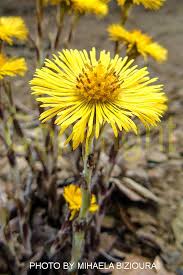 Attēlu rezultāti vaicājumam “Tussilago farfara fruit”