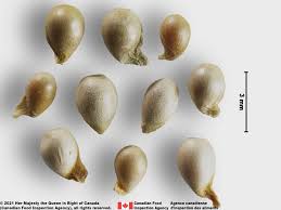 Attēlu rezultāti vaicājumam “Viola arvensis bud”