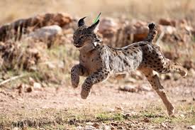 Afbeeldingsresultaat voor lynx