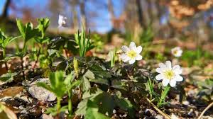 Image result for Buschwindröschen