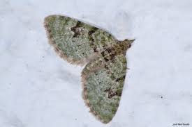 Attēlu rezultāti vaicājumam “Chloroclystis v-ata”