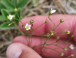 Attēlu rezultāti vaicājumam “Linum catharticum flower”