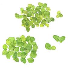 Attēlu rezultāti vaicājumam “Spirodela polyrhiza”