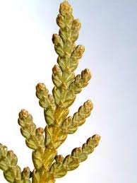 Attēlu rezultāti vaicājumam “Thuja occidentalis leaf”