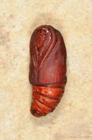 Attēlu rezultāti vaicājumam “Lasiocampa quercus imago”