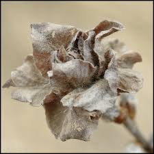 Attēlu rezultāti vaicājumam “Rhabdophaga rosaria”