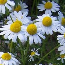 Attēlu rezultāti vaicājumam “Matricaria chamomilla”