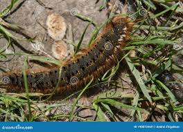 Attēlu rezultāti vaicājumam “Euthrix potatoria cocoon”