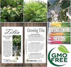 Attēlu rezultāti vaicājumam “Tilia amurensis”