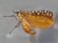 Attēlu rezultāti vaicājumam “Yponomeutidae”