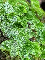 Attēlu rezultāti vaicājumam “Conocephalum salebrosum sporophyte”