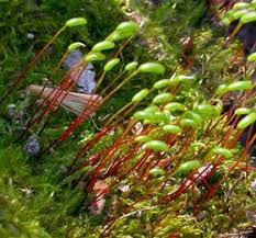 Attēlu rezultāti vaicājumam “Hygroamblystegium varium”