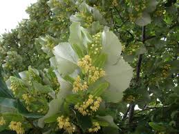 Attēlu rezultāti vaicājumam “Tilia tomentosa flower”