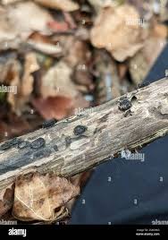 Attēlu rezultāti vaicājumam “Biscogniauxia marginata”