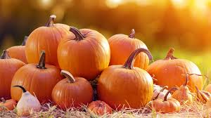 Image result for Kürbis