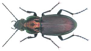 Attēlu rezultāti vaicājumam “Poecilus cupreus”