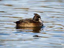 Image result for Aythya fuligula