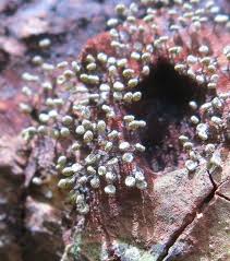 Attēlu rezultāti vaicājumam “Physarum viride”