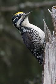 Attēlu rezultāti vaicājumam “Picoides tridactylus adult”