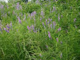Attēlu rezultāti vaicājumam “Vicia tenuifolia”