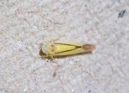 Attēlu rezultāti vaicājumam “Edwardsiana geometrica”