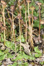 Attēlu rezultāti vaicājumam “Preissia quadrata”