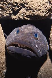 Image result for Ophiodon elongatus