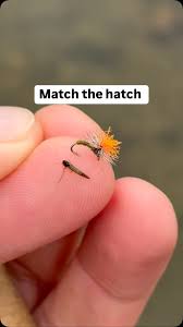 Attēlu rezultāti vaicājumam “Chironomidae larva”