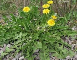 Attēlu rezultāti vaicājumam “Taraxacum officinale aggr.”