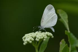 Attēlu rezultāti vaicājumam “Leptidea sinapis”