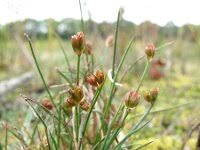 Attēlu rezultāti vaicājumam “Juncus bulbosus”