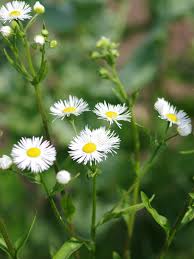 Attēlu rezultāti vaicājumam “Erigeron annuus flower”