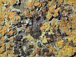 Attēlu rezultāti vaicājumam “Xanthoriicola physciae”