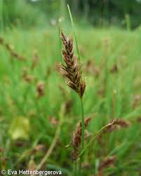 Attēlu rezultāti vaicājumam “Blysmus compressus fruit”