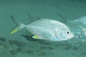 Image result for Caranx ignobilis